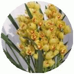 �V���r�W���[��