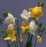 �Ƃ҂��̉�
