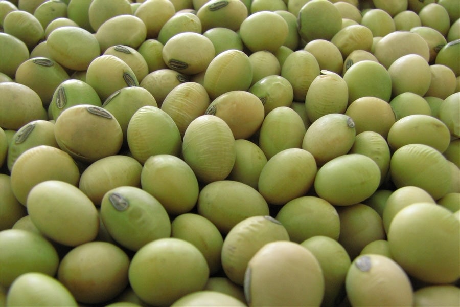 ＜産地直送JAタウン＞ 北の豆讃歌 ８個入り