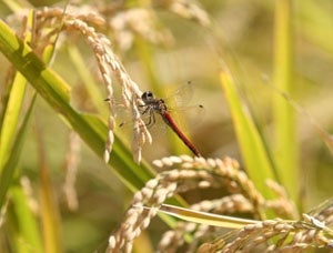 平成28年産あきたこまち 10kg