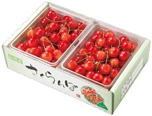 さくらんぼ佐藤錦(1sバラ詰) 6月下旬〜7月上旬