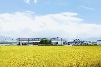 定期購入【H29年度産】 山形県産はえぬき無洗米5kg