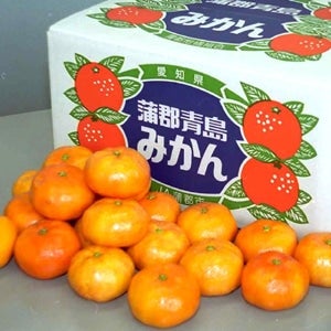 ＜産地直送JAタウン＞ 蒲郡青島みかん【秀２Ｌ９ｋｇ】