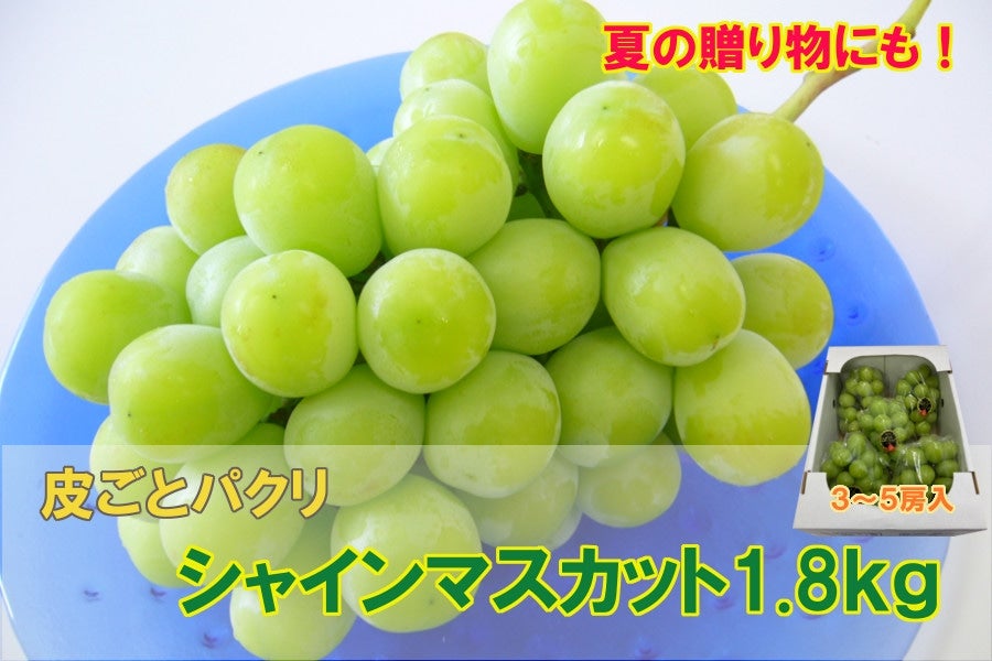 【クール便】 ご家庭用 島根県産 シャインマスカット 約2kg