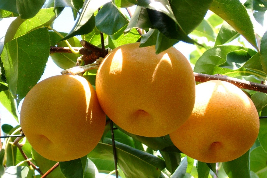 島根県産 豊水梨 約5kg 秀