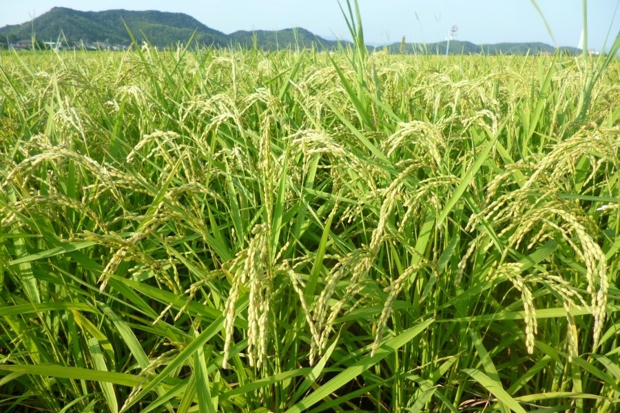 【無洗米】徳島県産米コシヒカリ 5kg (29年産)