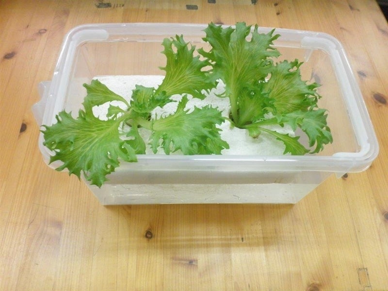 キッチン野菜栽培キット