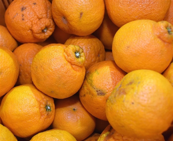 ご家庭用 不知火 約5kg(わけあり) JAにしうわ