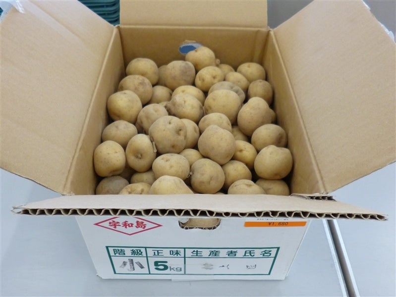 水荷浦産 「早堀馬鈴薯(小)」約5kg 5月上旬から発送開始予定