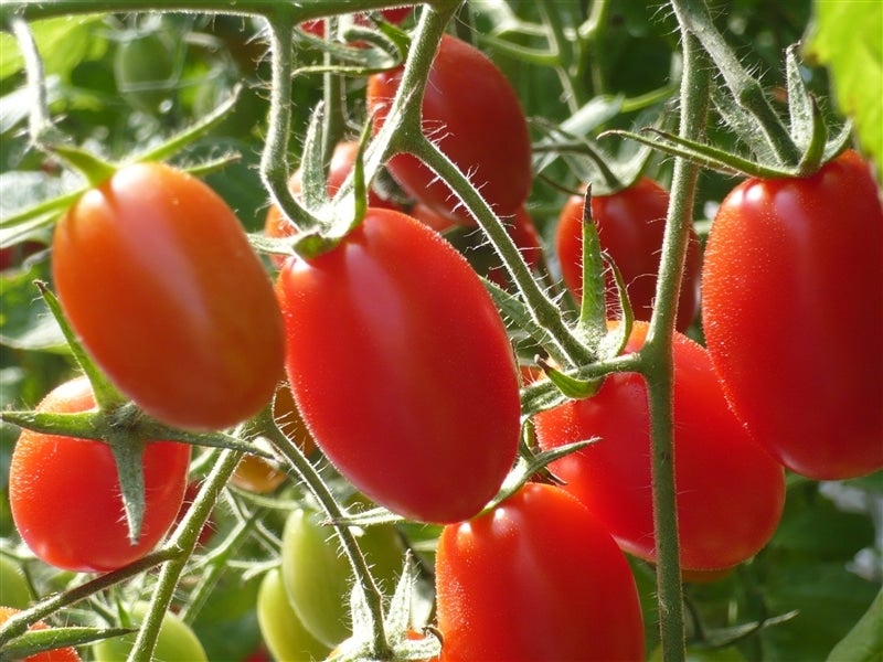 ＜産地直送JAタウン＞ 毎年大好評☆ＪＡ種子屋久産 安納紅（安納芋）   約５ｋｇ