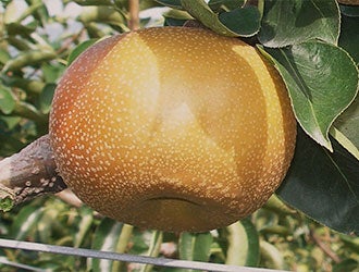 Ȃ