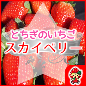 �X�J�C�x���[