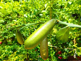 �t�B���K�[���C��