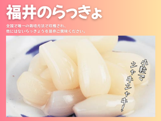 ����̉Ԃ������