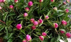 �V���N���N