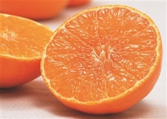 愛媛の柑橘