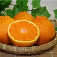 �f�R�|���i�s�m�΁j