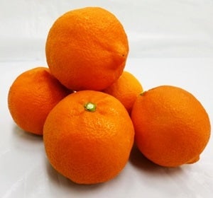 希少な柑橘〜「まりひめ」「たまみ」
