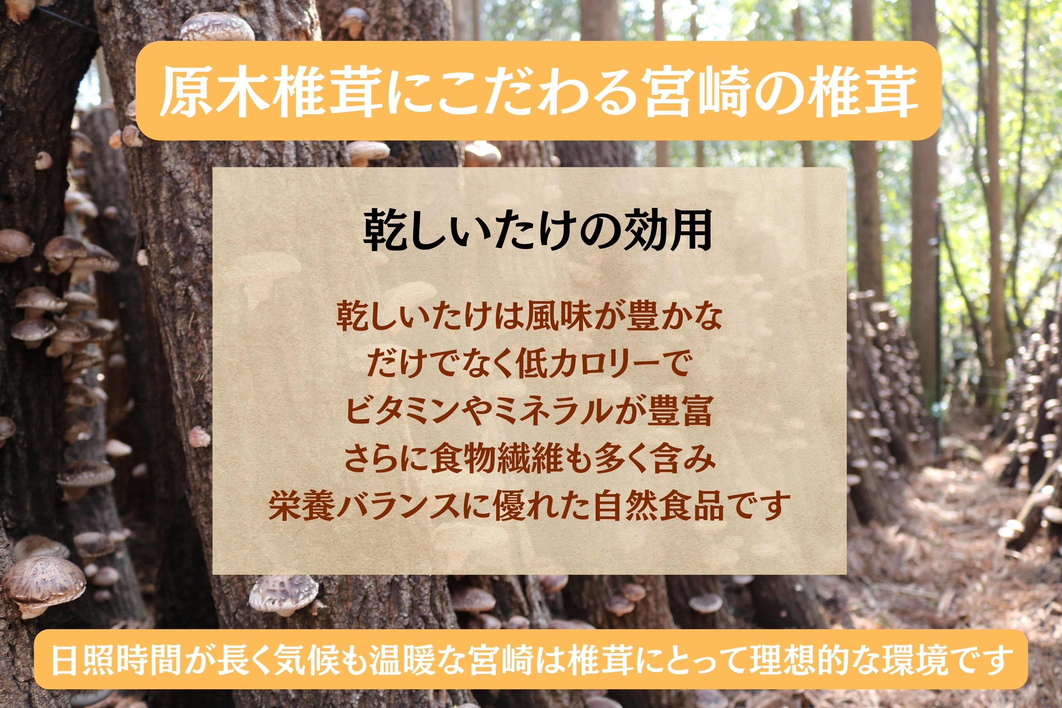 �y�N���N�n�I�X�X���I�z�ő����W