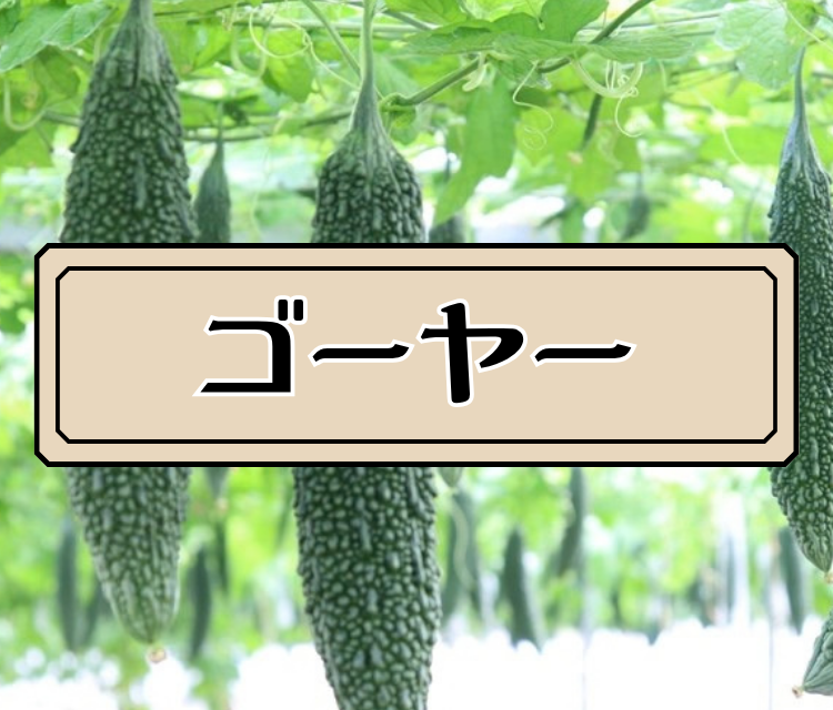 ゴーヤー
