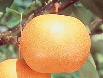 Kij