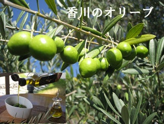 香川のオリーブ製品