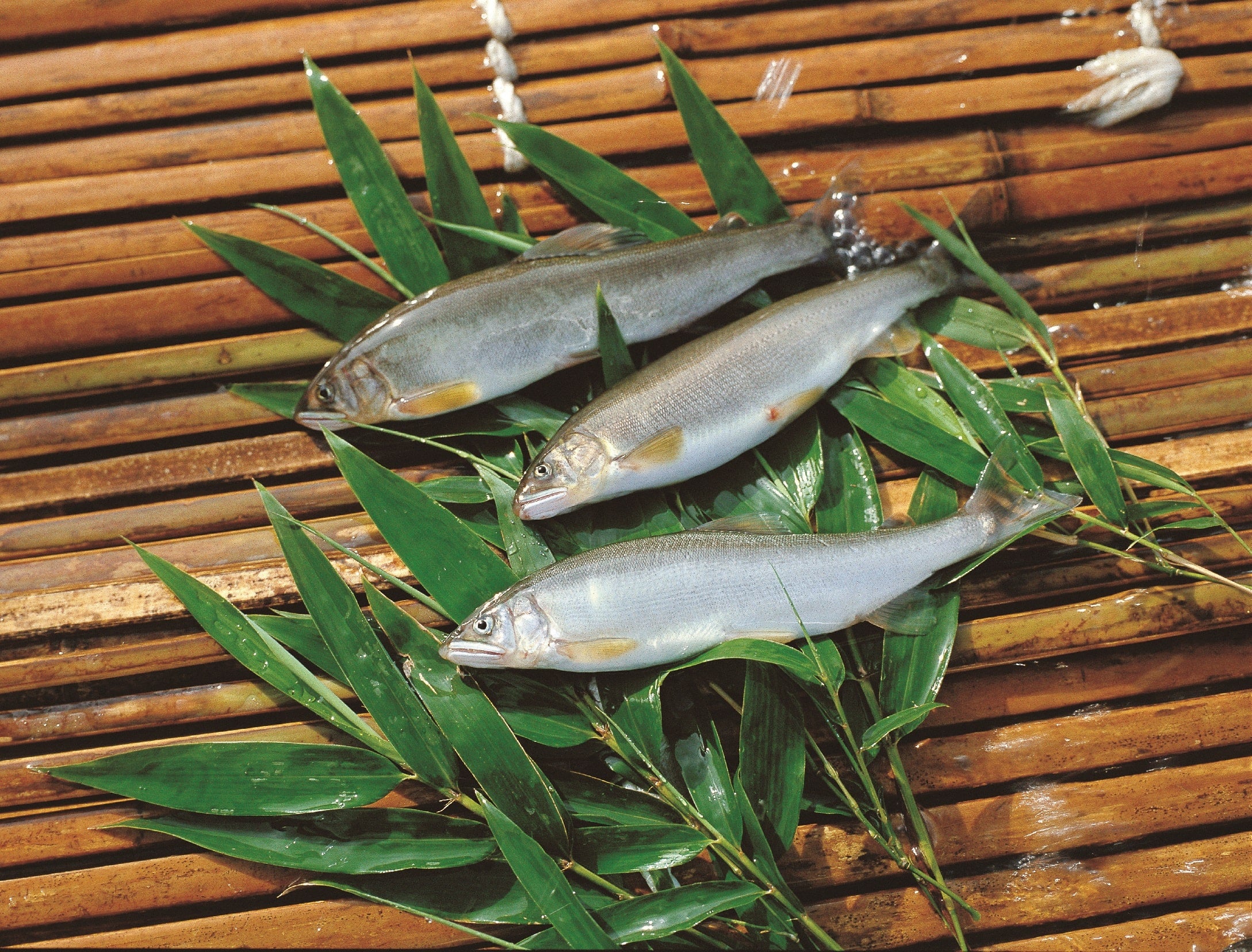 JA�߂��݂́@��