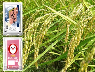 香川のお米