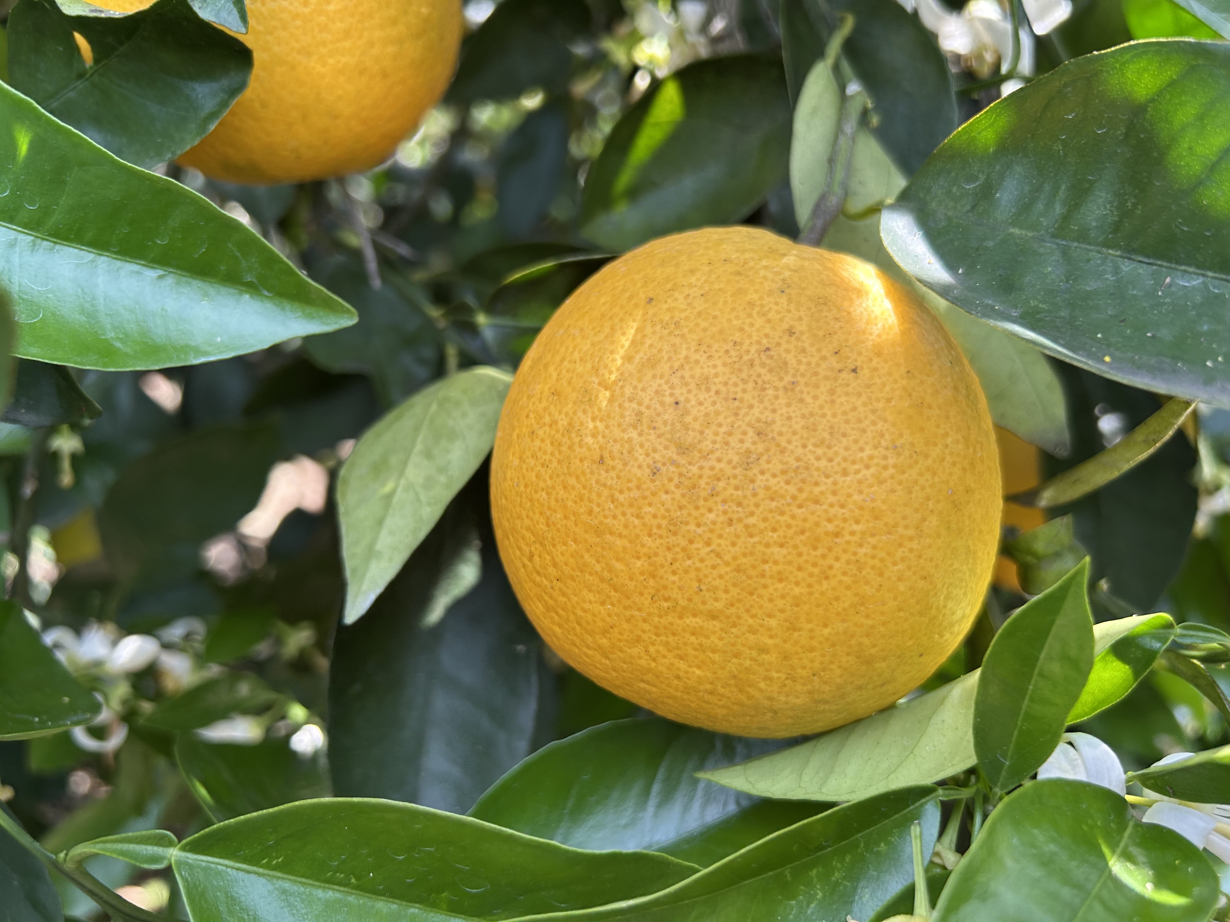 �o�����V�A�I�����W