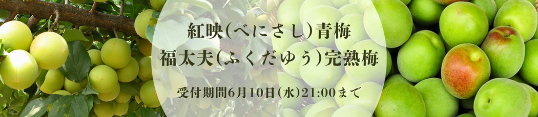 大人気!福井梅受付中!!