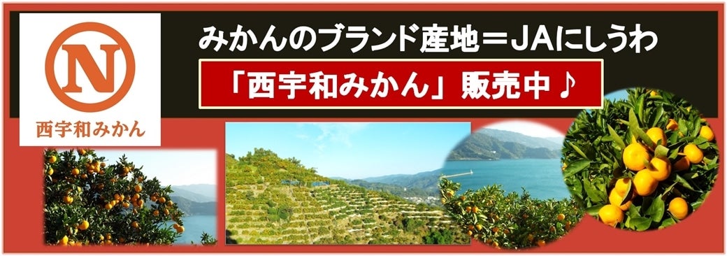 みかんの里・「西宇和みかん」!
