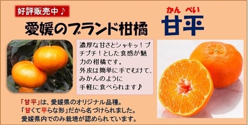 愛媛のブランド柑橘「甘平（かんぺい）」販売中です！