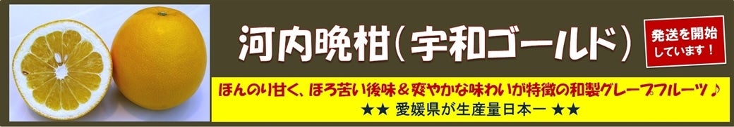 和製グレープフルーツ♪「河内晩柑」　ご予約受付中♪