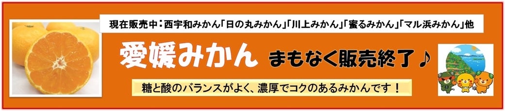 愛媛みかん 好評販売中です♪