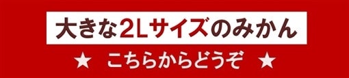 大きな2Lサイズの愛媛みかんを集めました♪