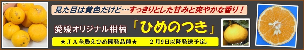 愛媛のオリジナル柑橘「ひめのつき」販売中です♪
