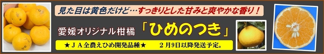 愛媛オリジナル柑橘「ひめのつき」販売中♪