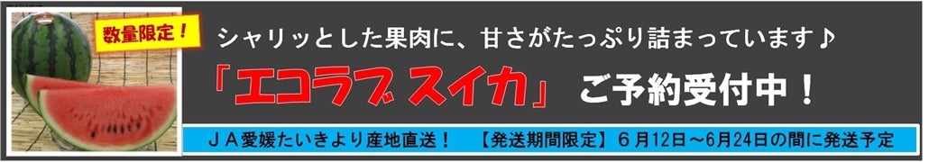 JA愛媛たいき「エコラブスイカ」販売中です♪