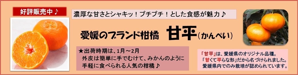 JA全農えひめ直販ショップ/甘平（かんぺい）|【JAタウン