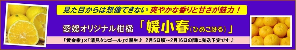 ���Q�I���W�i���i��u�Q���t�v�̔����ł���