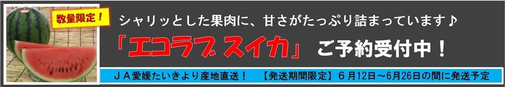 �i�`���Q�������u�G�R���u�X�C�J�v