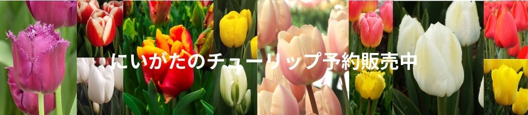 �ɂ������̃`���[���b�v