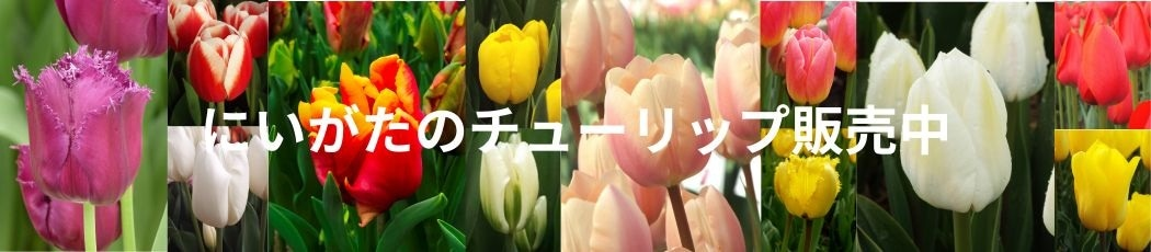 にいがたのチューリップ