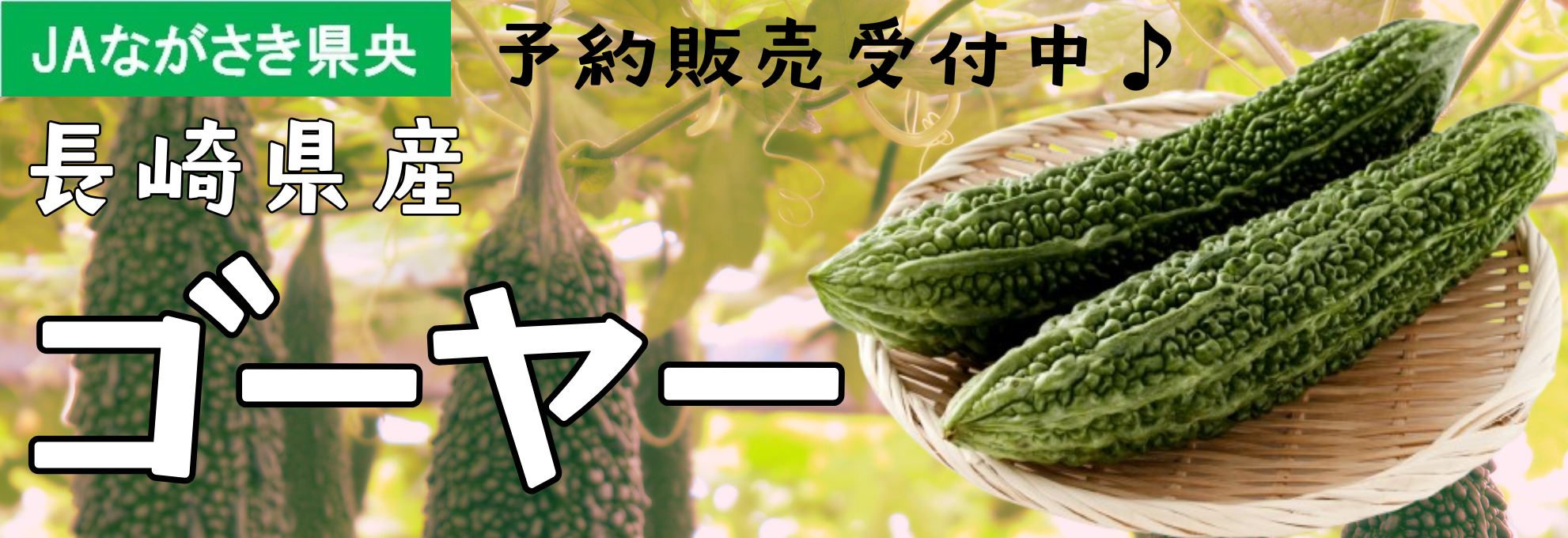 茧YS[[(JAȂ)\̔