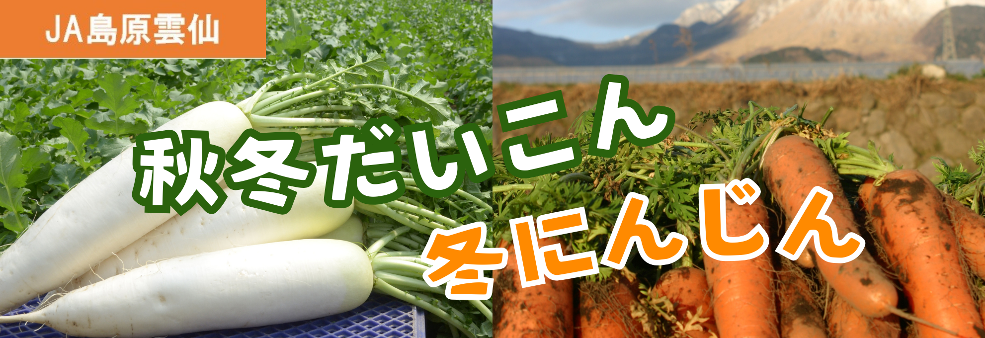 JA島原雲仙 秋冬だいこん・冬にんじん