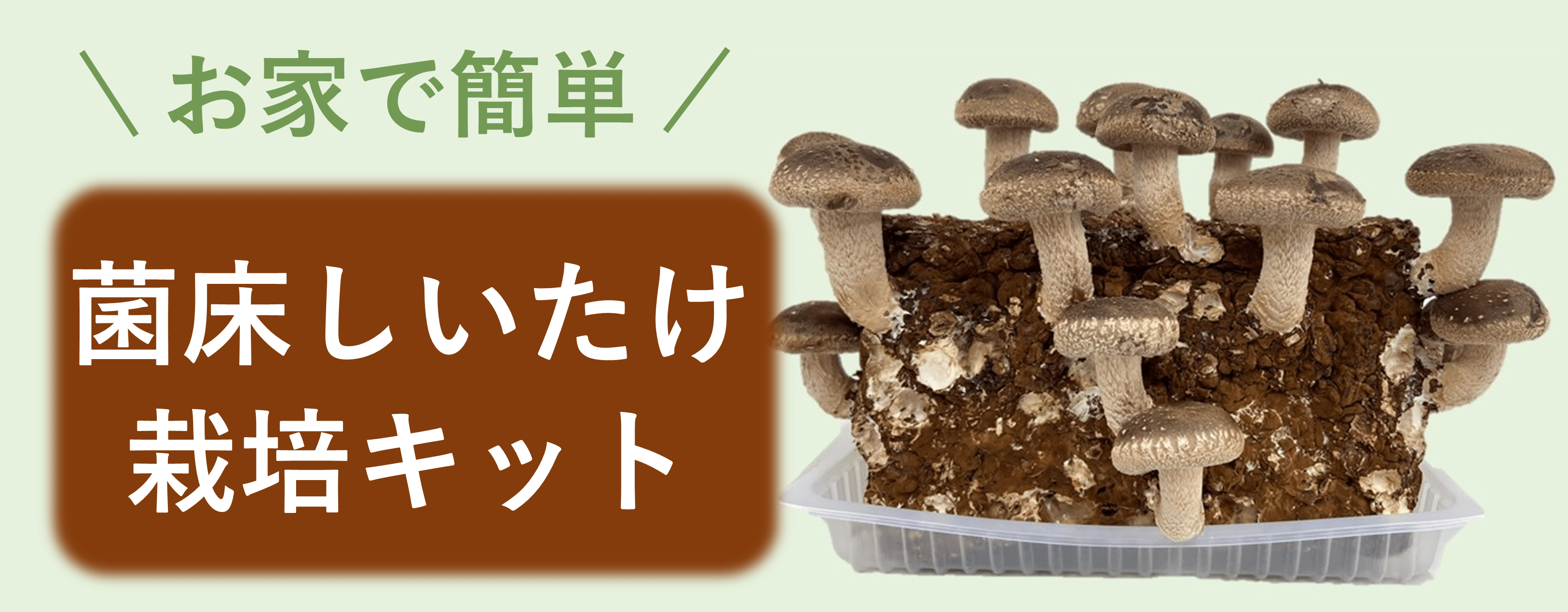 �ۏ����������͔|�L�b�g