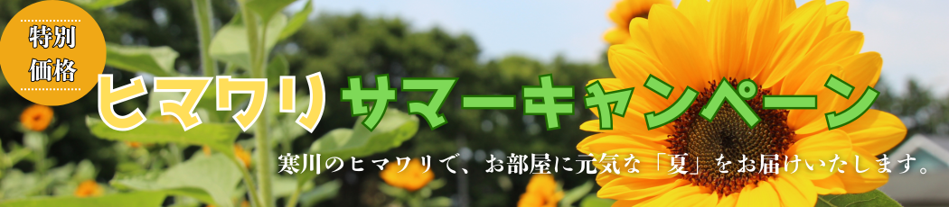 �q�}�����T�}�[�L�����y�[��