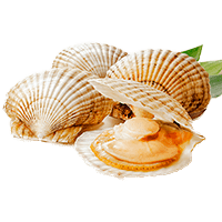 イカ・タコ・貝(あわび・ほたてetc)