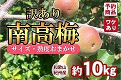 󂠂IBY썂~yTCYEnx܂z 10kg(I)