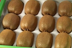 �I�̕P�L�E�C�t���[�c�@��1.8kg:12�ʓ��i�I�̗��j